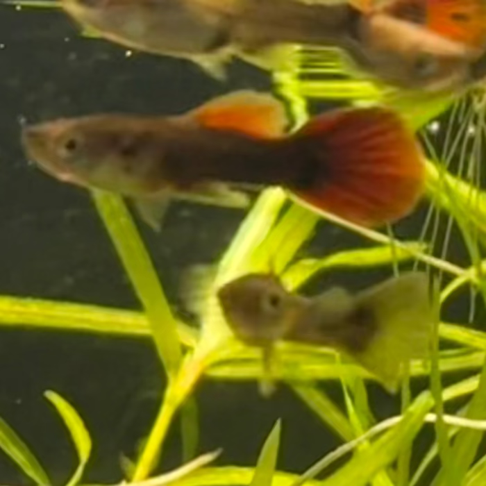 HB Red Guppy (Pair)