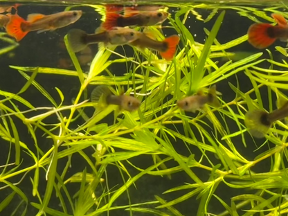 HB Red Guppy (Pair)