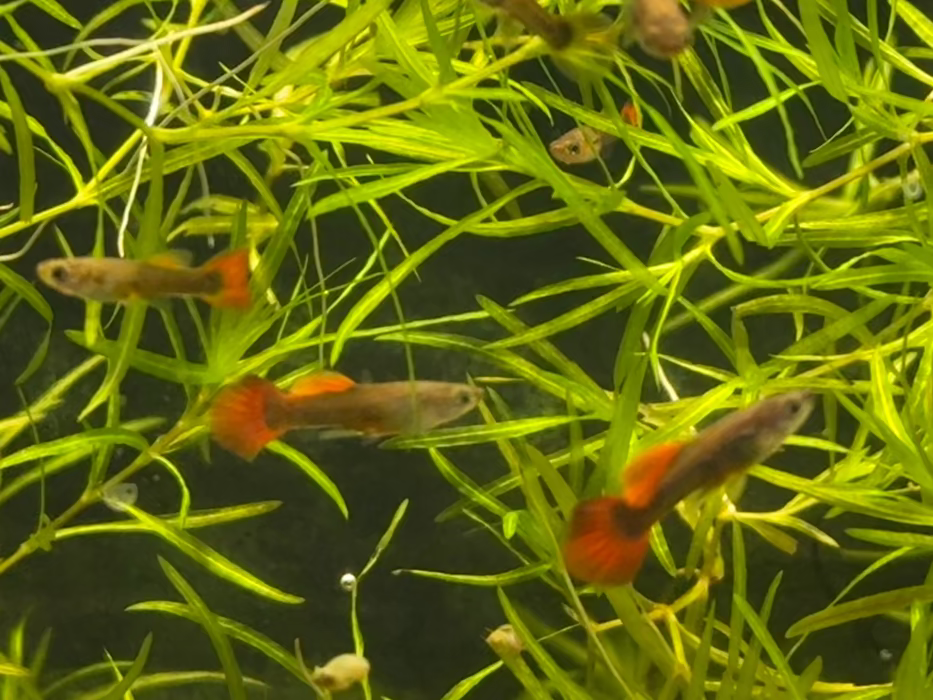 HB Red Guppy (Pair)