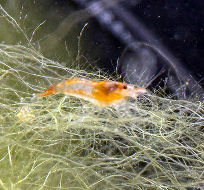 Orange Rili Shrimp
