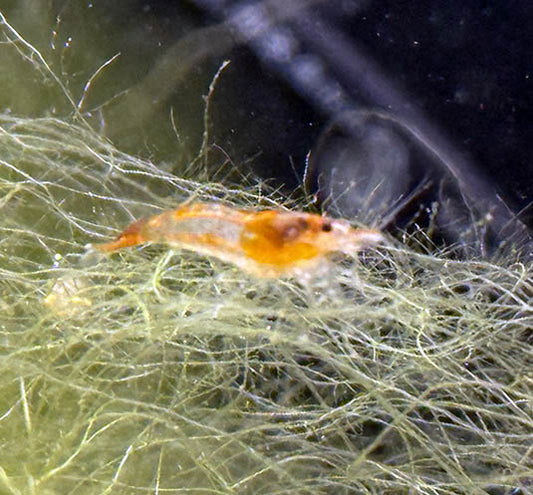 Orange Rili Shrimp