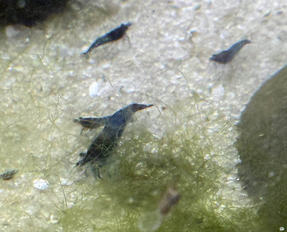 Blue Carbon Rili Shrimp