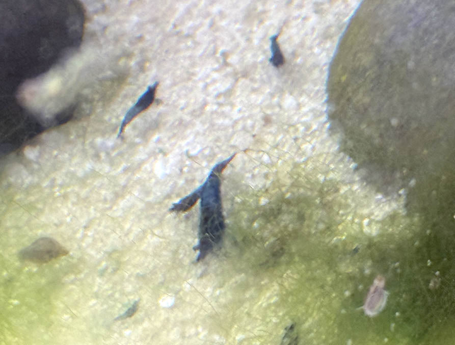Blue Carbon Rili Shrimp