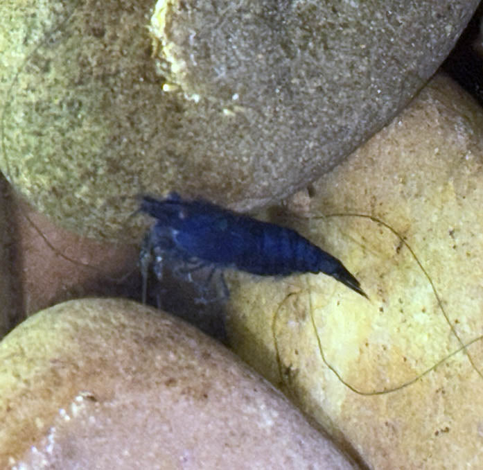 Ultra Blue Shrimp