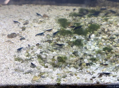 Shrimp Skittle Mix (Dark Blue Mix)