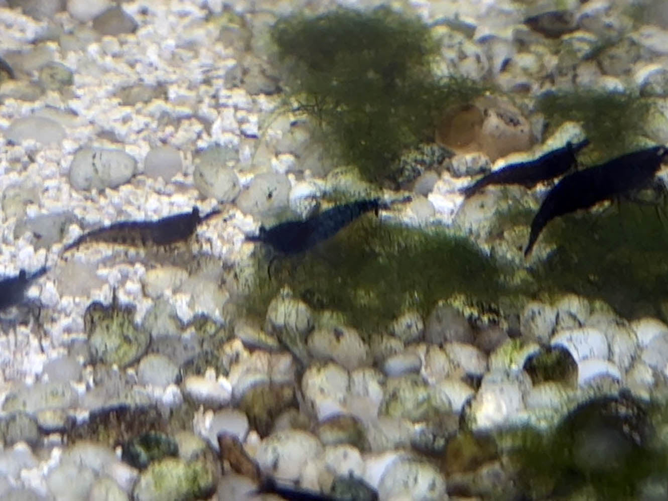 Shrimp Skittle Mix (Dark Blue Mix)