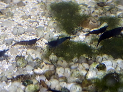 Shrimp Skittle Mix (Dark Blue Mix)