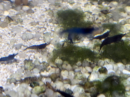 Shrimp Skittle Mix (Dark Blue Mix)