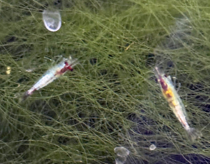 Shrimp Skittle Mix (Dark Blue Mix)