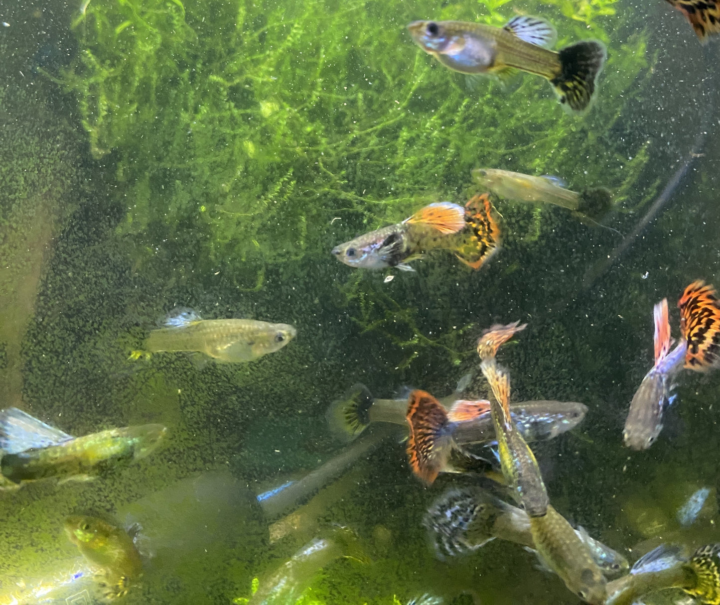 Super Red Dragon X Purple Mosaic Guppy (Hybrid) Pair