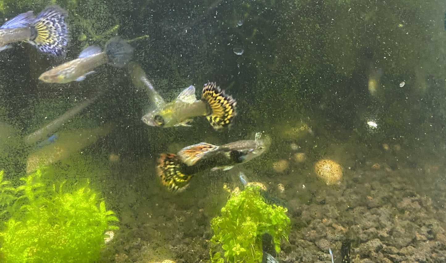 Super Red Dragon X Purple Mosaic Guppy (Hybrid) Pair