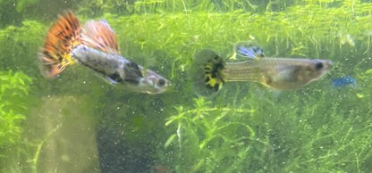 Super Red Dragon X Purple Mosaic Guppy (Hybrid) Pair