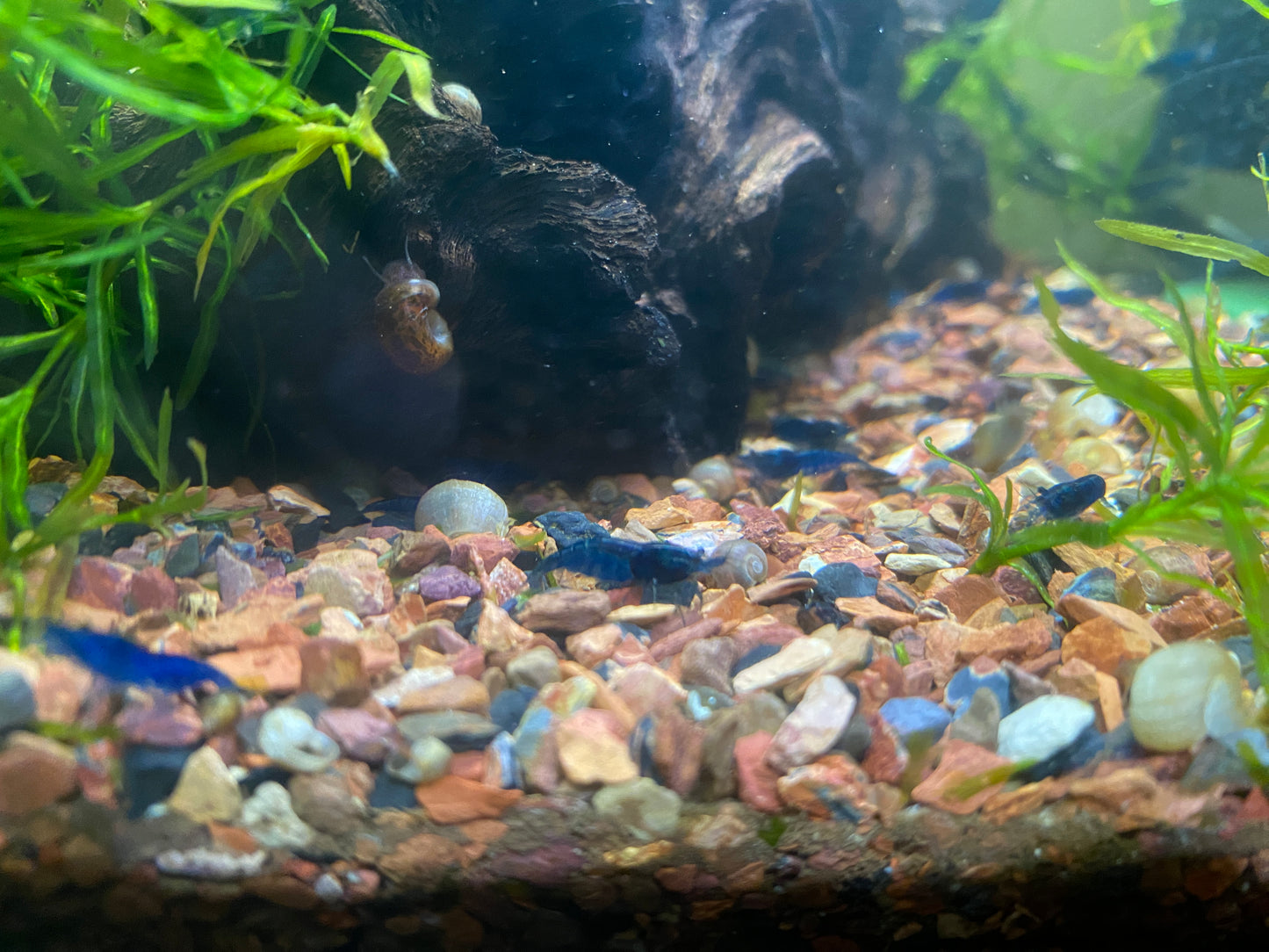 Blue Dream Shrimp