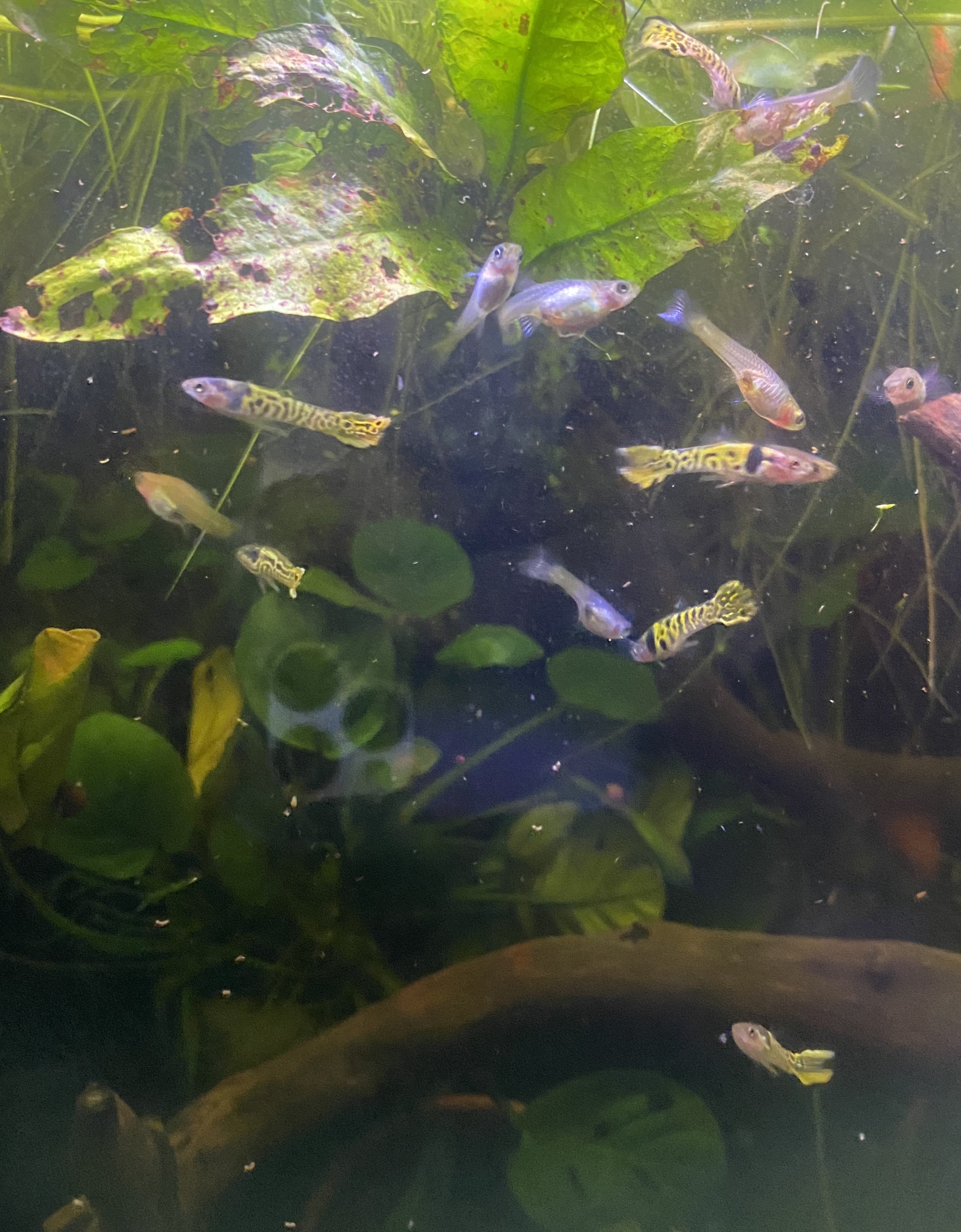 Tylander Fish Tiger Endler Pair – Brenton's Fish