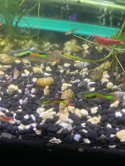 Malaysian Snails