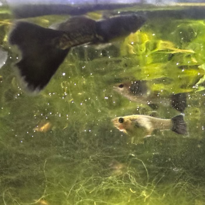 Black Metal Lace Guppy (Pair)