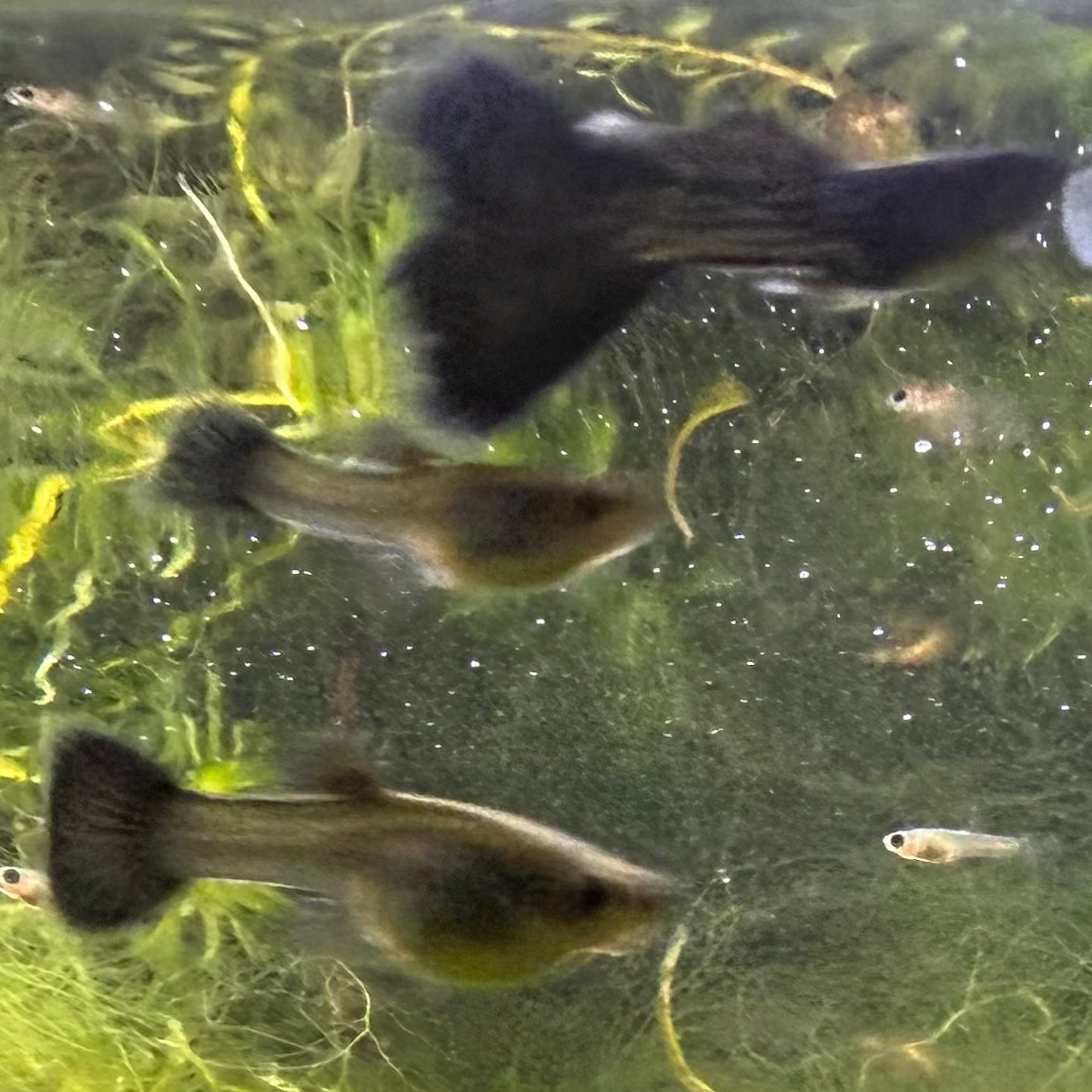 Black Metal Lace Guppy (Pair)