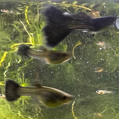 Black Metal Lace Guppy (Pair)