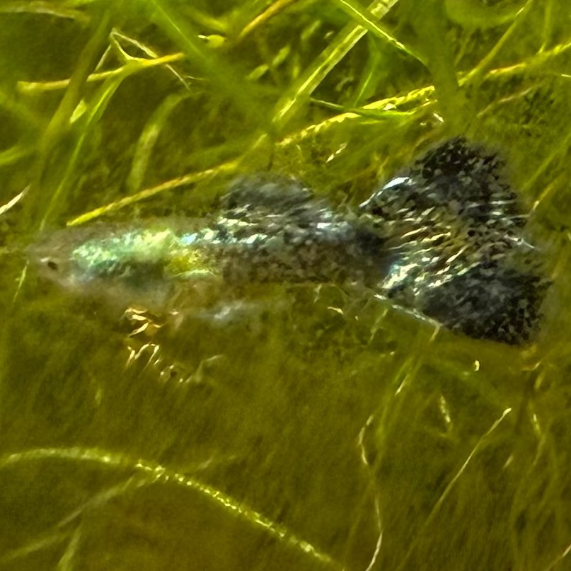 Green Dragon Guppy (Pair)