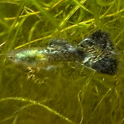 Green Dragon Guppy (Pair)