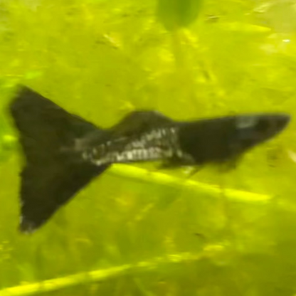 Black Metal Lace Guppy (Pair)