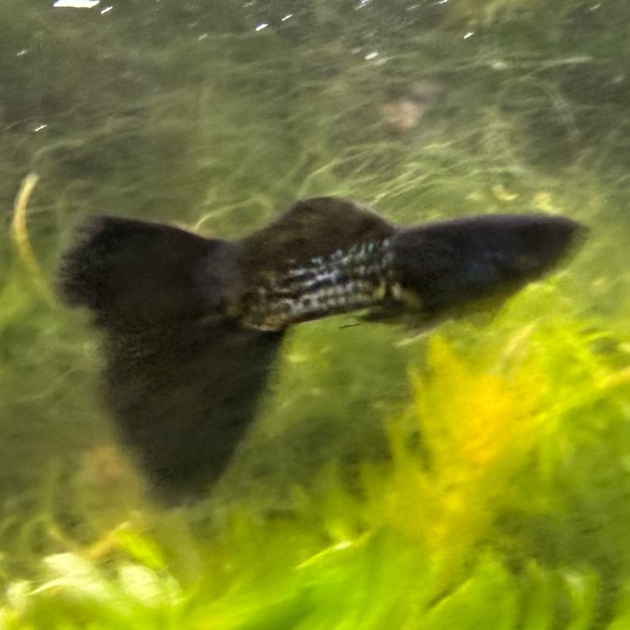 Black Metal Lace Guppy (Pair)