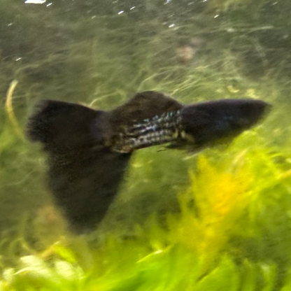 Black Metal Lace Guppy (Pair)