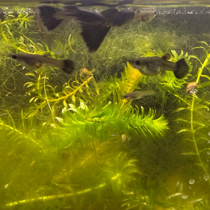 Black Metal Lace Guppy (Pair)