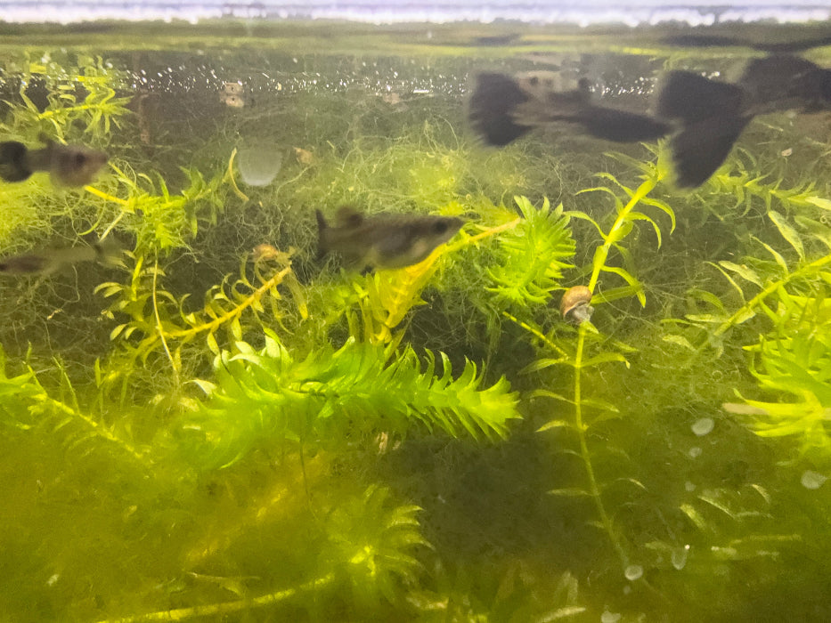 Black Metal Lace Guppy (Pair)