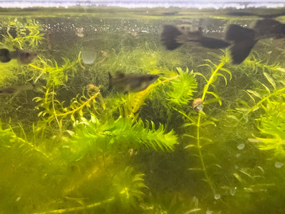 Black Metal Lace Guppy (Pair)