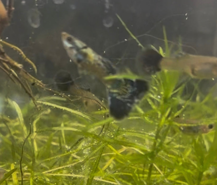 Green Dragon Guppy (Pair)
