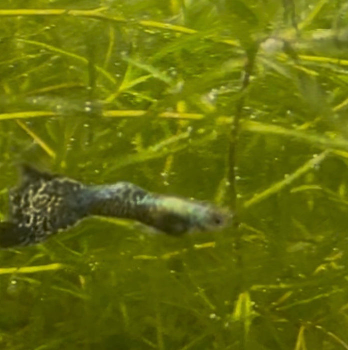 Green Dragon Guppy (Pair)