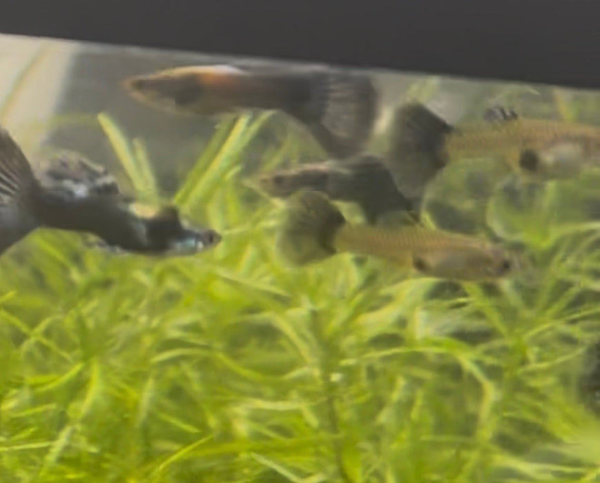 Green Dragon Guppy (Pair)