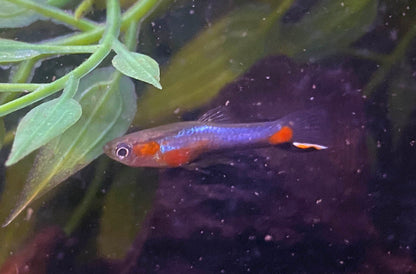Blue Star Endler