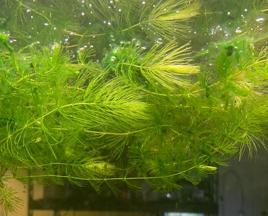 Hornwort