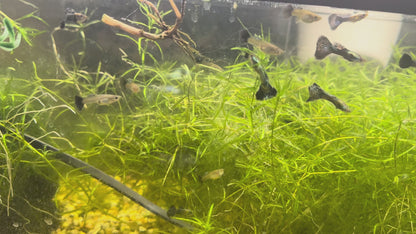 Green Dragon Guppy (Pair)