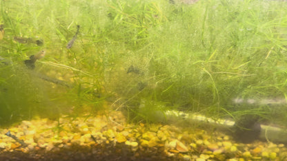 Green Dragon Guppy (Pair)