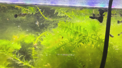 Black Metal Lace Guppy (Pair)