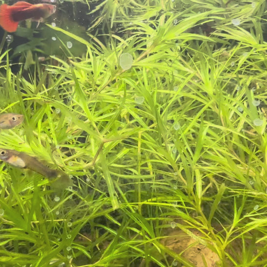 Half Black Red Guppy swimming