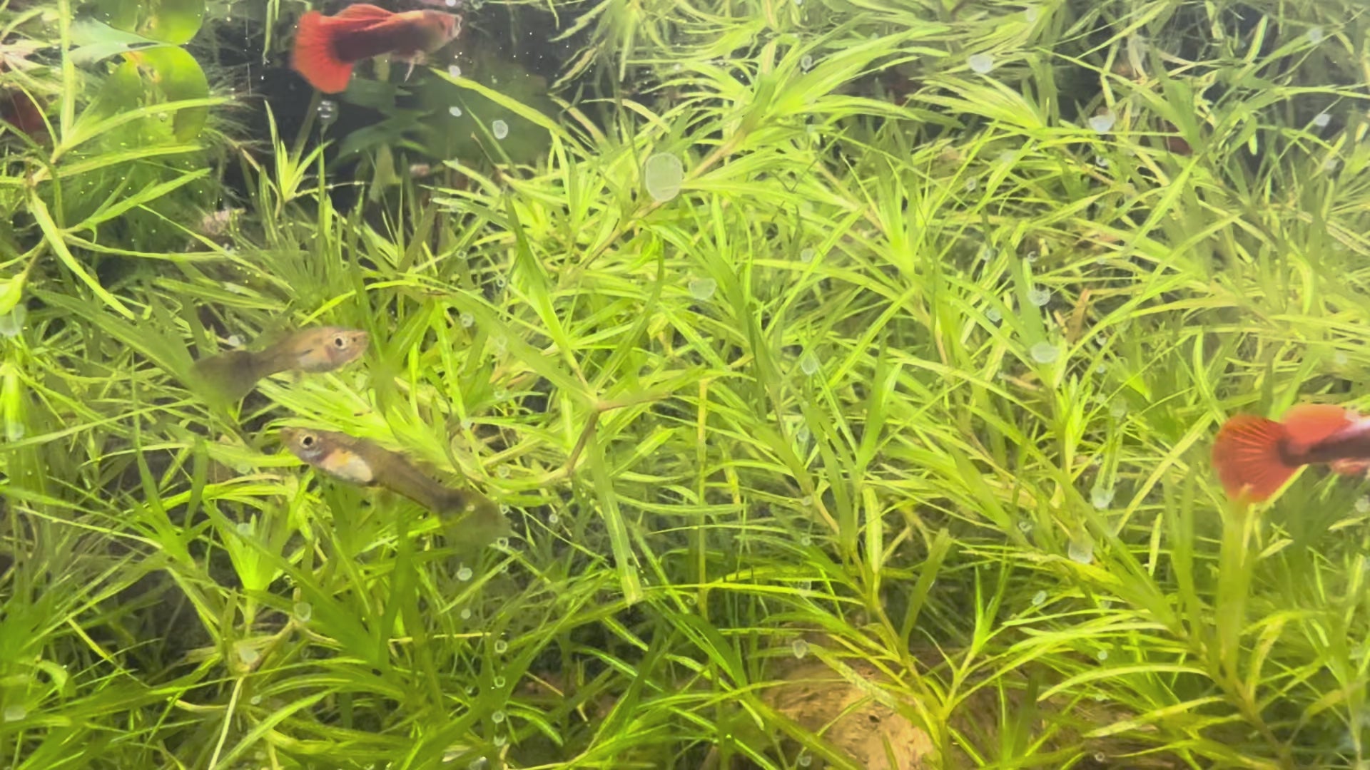 Half Black Red Guppy swimming