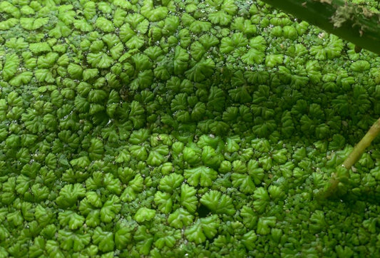 Purple Root Floaters with Duckweed