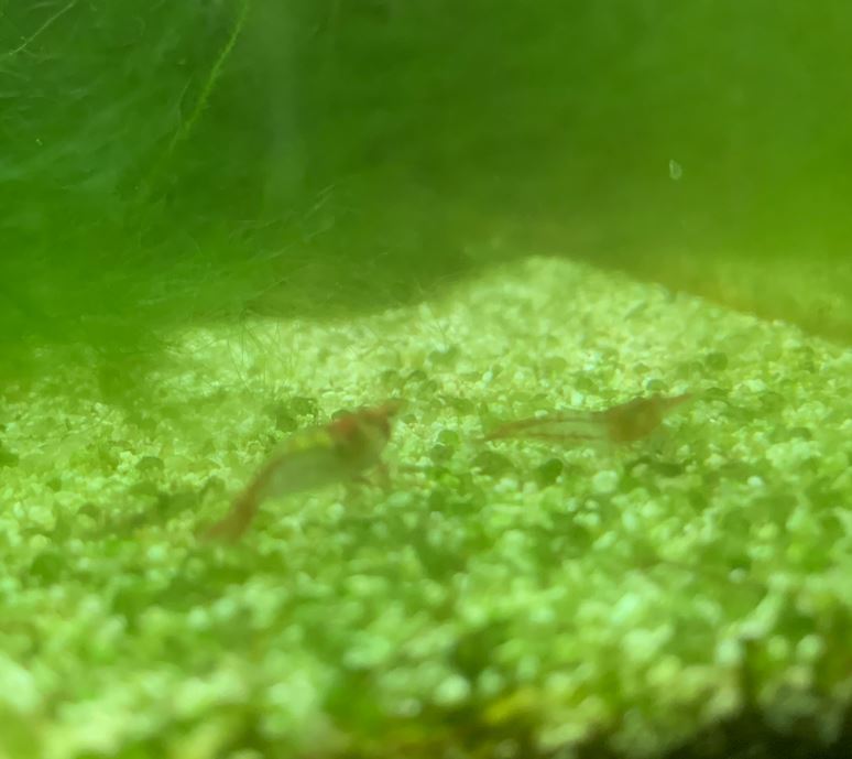 Red Rili Shrimp