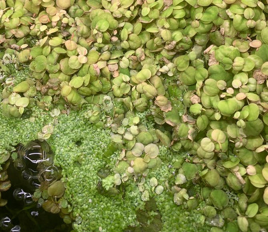 Red Root Floaters with Duckweed