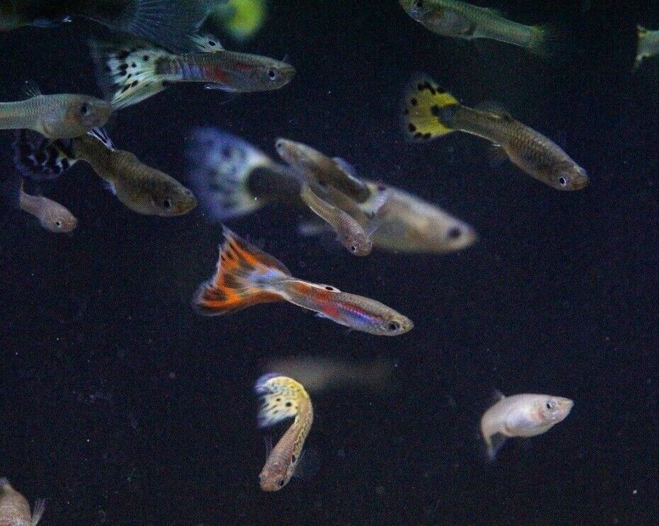 Assorted Guppy (Male)