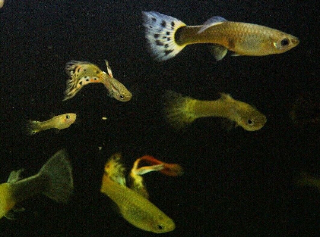 Assorted Guppy (Male)