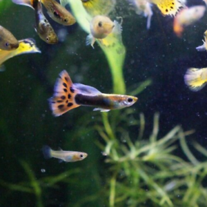 20pk Male Guppies – Variety Pack, Great Color Assortment, Freshwater, Beginner-Friendly