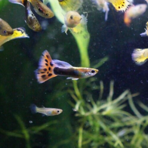 Assorted Guppy (Male)