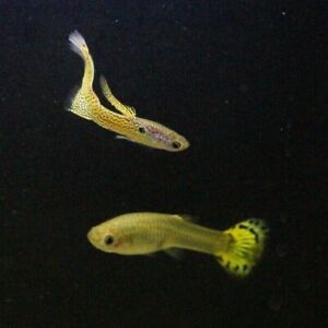 Assorted Guppy (Male)