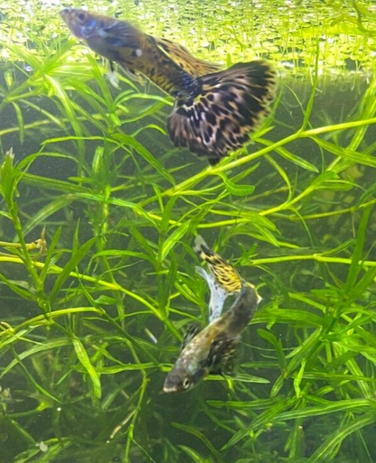 Purple Mosaic Guppy Pair