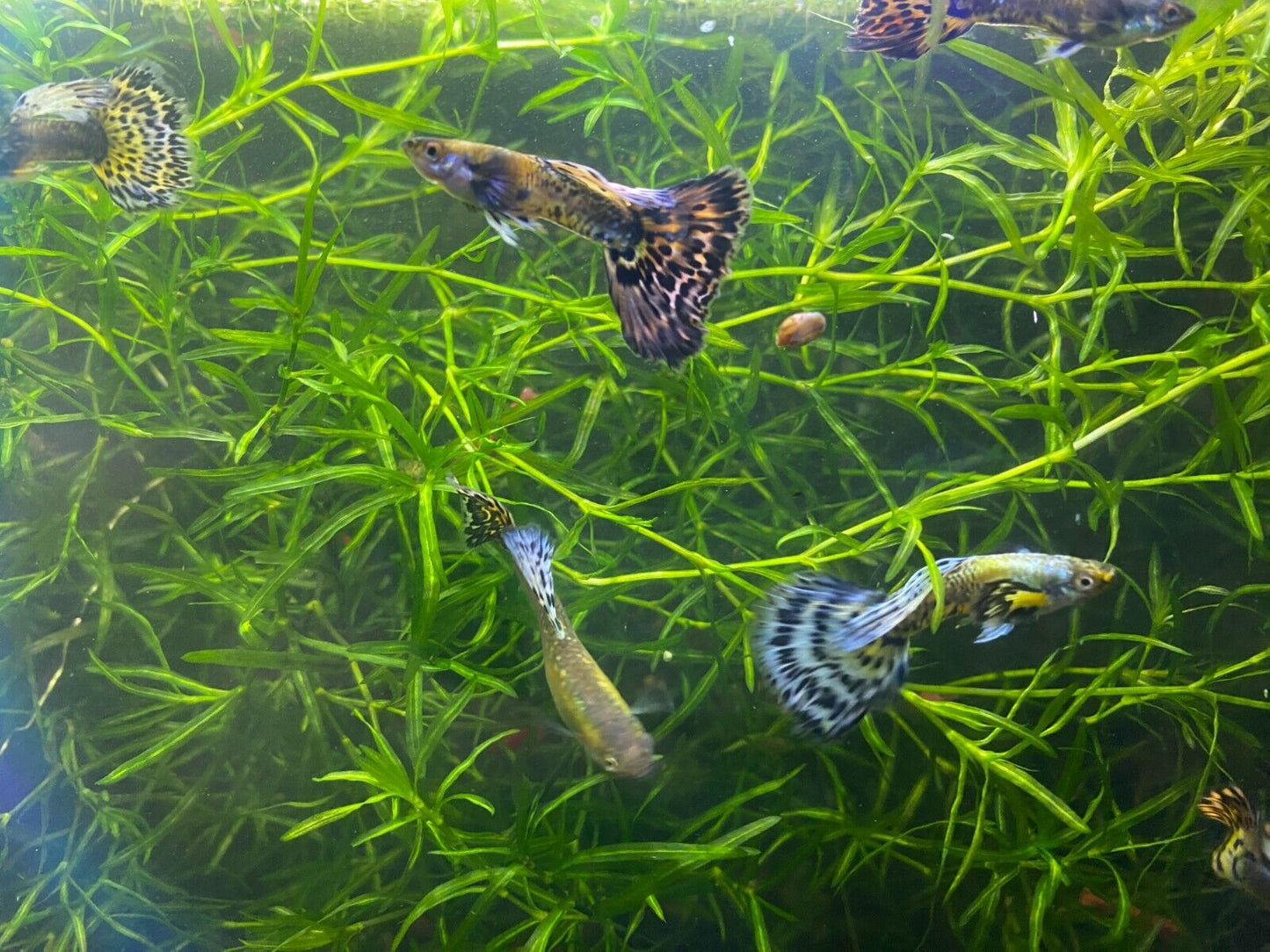 Purple Mosaic Guppy Pair